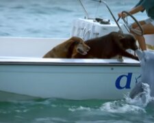 Ein ungewöhnlicher Kuss: Ein Delphin sprang aus dem Meer und erreichte den Hund, um ihn zu küssen