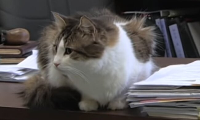 "Ich werde da sein": die Katze Oscar hat mehr als 100 Menschen auf ihrer letzten Reise begleitet