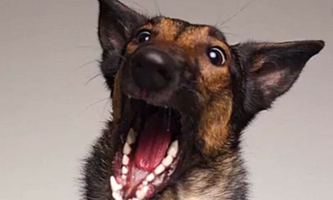 Aufmerksamkeitsstarkes Tier