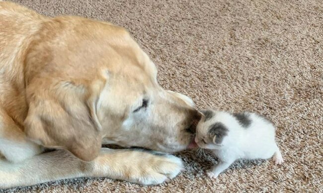 Eine Hundegeschichte: Wie wählte Labrador seinen besten Freund aus