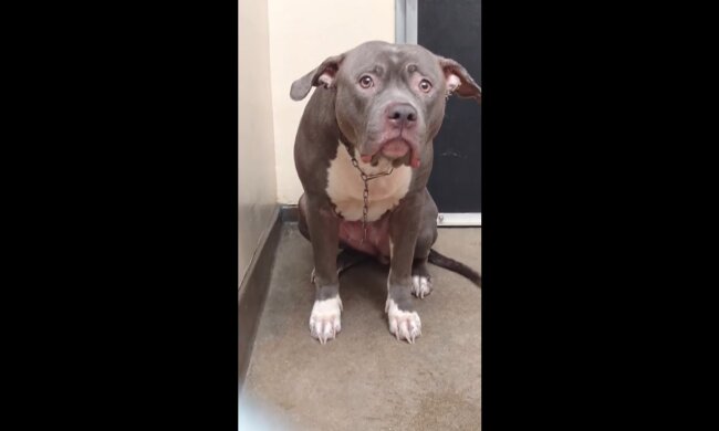 Hündin wartet vor der Tür. Quelle: Youtube Screenshot