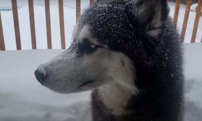 Tier braucht ein Zuhause. Quelle: Screenshot Youtube