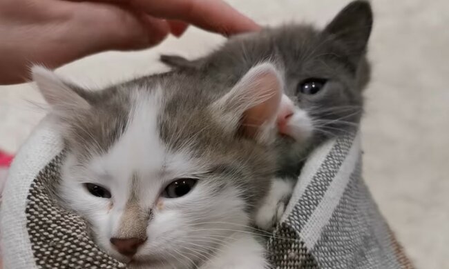 Babys sind sicher und warm. Quelle: Screenshot YouTube