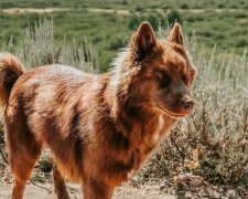 Schöner Hund. Quelle: huskyquoi/Instagram