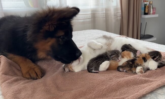 Neugebackene Familie. Quelle: Screenshot YouTube