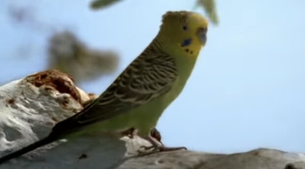 Papagei. Quelle: Screenshot YouTube