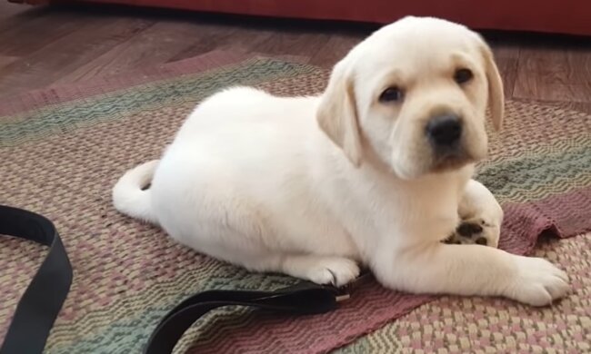 Auf dem Heimweg nahm ein Mann einen Welpen mit, der Hilfe brauchte: Nach einer Weile rettete der Welpe die Menschen