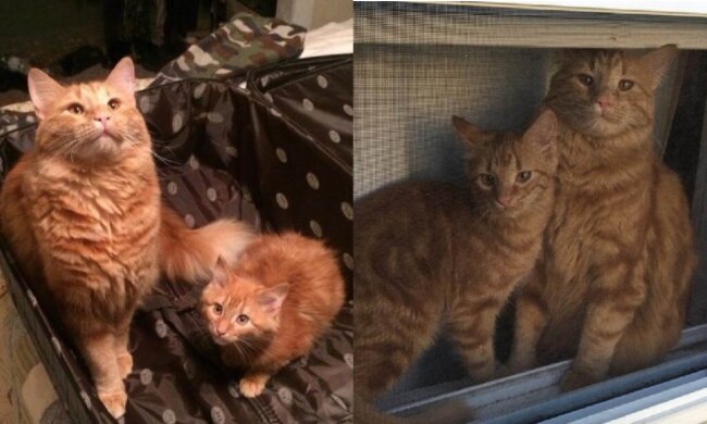 Die Katzen, Evin und Minnie.  Quelle: www. vinegred.сom
