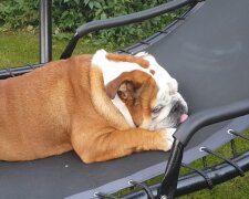 Bulldogge. Quelle: Youtube Screenshot