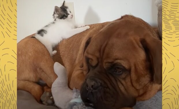 Katze und Hund. Quelle: YouTube Screenshot