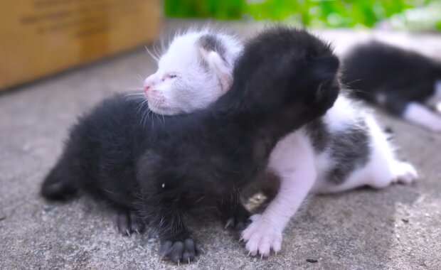 Süße Kätzchen. Quelle: YouTube Screenshot