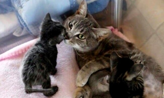 Alles für die zukünftige Mutter. Quelle: Screenshot YouTube