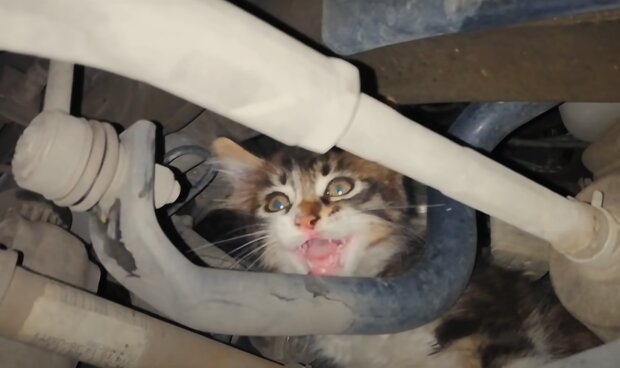"Wunderbare Rettung": Ein Kätzchen überlebte eine 150 km lange Reise in der Motorhaube eines Autos
