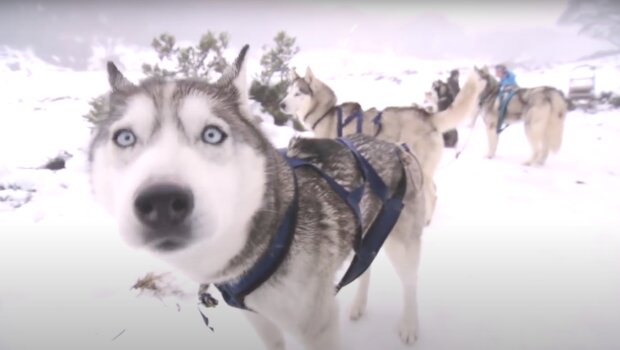 "Eignungstest": Der Ausbilder vergrub sich im Schnee, um zu überprüfen, wie der Rettungshund nach ihm suchen wird