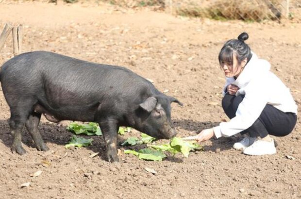 “300 Schweine für eine Tochter”: Der Vater möchte seine Tochter heiraten lassen, bietet aber zusätzlich zur Mitgift eine kleine Bedingung an
