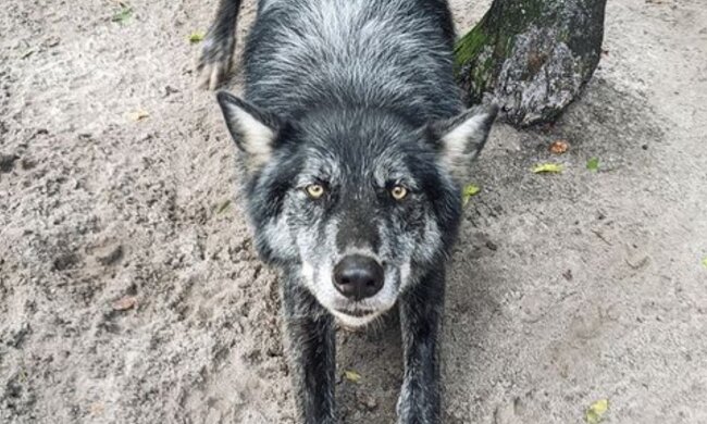 Wolfsmischling. Quelle: Screenshot Youtube