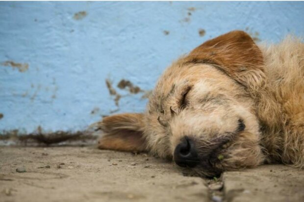 Der Hund überwand siebenhundert Kilometer extreme Strecke durch den Dschungel Ecuadors, um Besitzer zu gewinnen