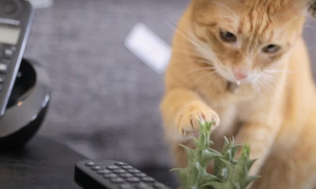 Katze im Büro. Quelle: Screenshot YouTzbe