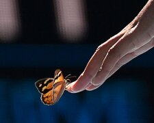 "Wie niedlich": Tennisspielerin brach ein Match ab, um einen Schmetterling zu retten