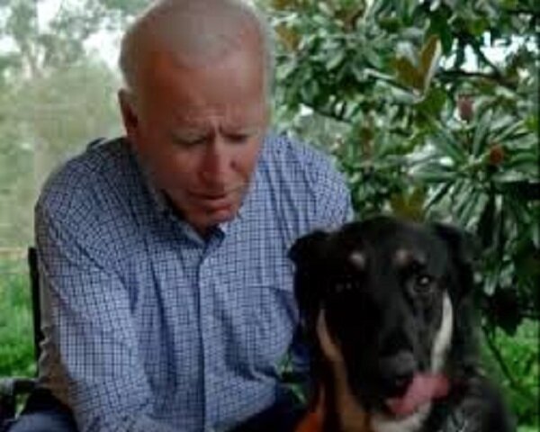Joe Bidens Hund wird das erste Tier im Weißen Haus sein