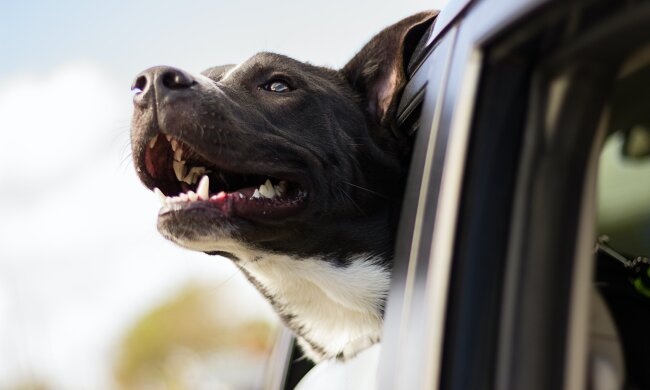 Junge Frau war lange Zeit auf der Suche nach einem Seelenhund, bis sie das besonderes Tier sah