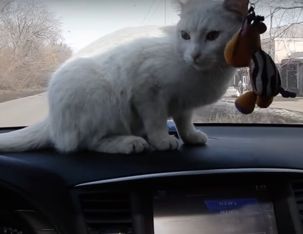 Katze im Auto. Quelle: Screenshot YouTube