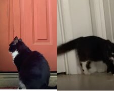 Trächtige Katze. Quelle: Screenshot