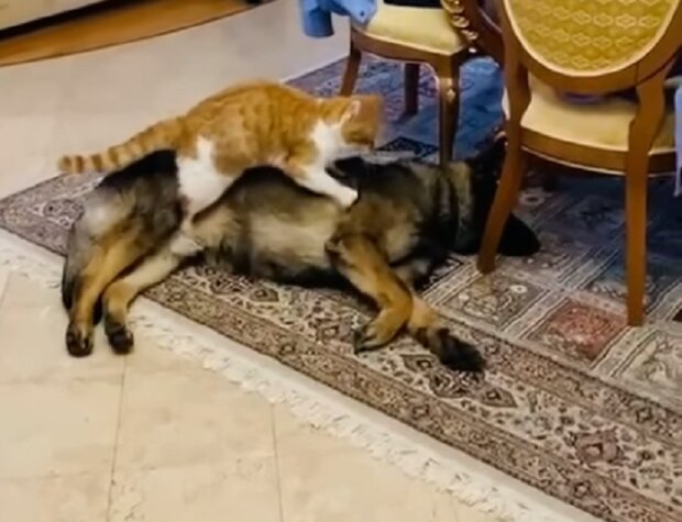 Fürsorge : wie die kleine Katze ihren Hund Freund massiert