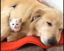 Hund mit Katze. Quelle: Youtube Screenshot