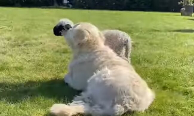 Eine nette und ungewöhnliche Freundschaft. Quelle: Screenshot YouTube