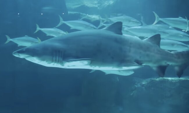Haie. Quelle: Screenshot YouTube
