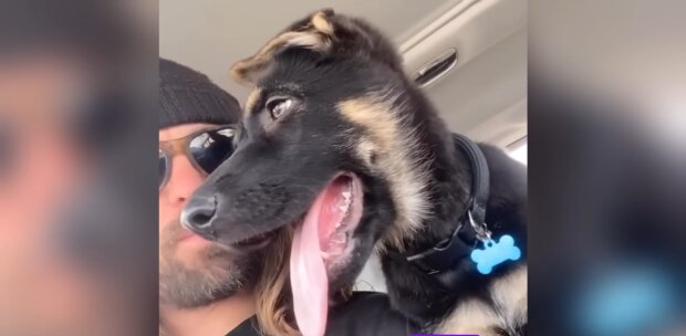 Vier Pfoten, großes Herz. Quelle: Youtub Screenshot