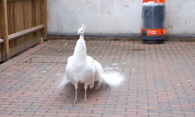 Pfau. Quelle: Youtube Screenshot