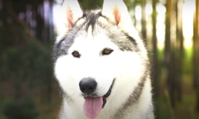Husky. Quelle: Screenshot YouTube
