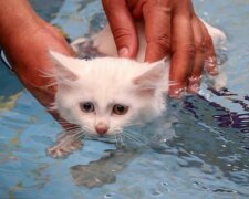 In der Türkei wurde ein Trainingspool eröffnet, um  die Katzen der Van-Rasse zu retten