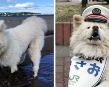 Begründete Entscheidung: In Japan wurde einem Hund eine hohe Position gegeben