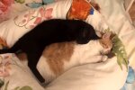 Eine echte Idylle. Quelle: Youtube Screenshot