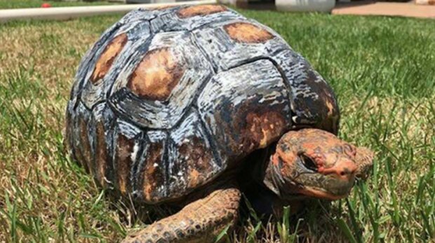 “Unglaubliche Rettung”: Wie Ärzte der Schildkröte halfen, die ihre Schale verlor