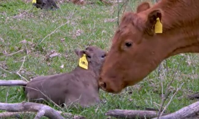 Kuh mit dem Baby. Quelle: Youtube Screenshot