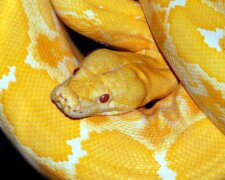 Eine deutsche Frau zeigte, wie sie ihre 60 Kilogramm schwere Python badet