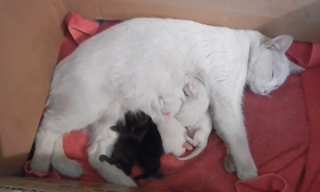 Süße Familie. Quelle: Youtube Screenshot