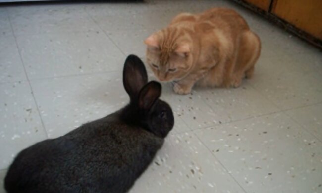 Eine Katze mit einem Kaninchen. Quelle: YouTube Screenshot