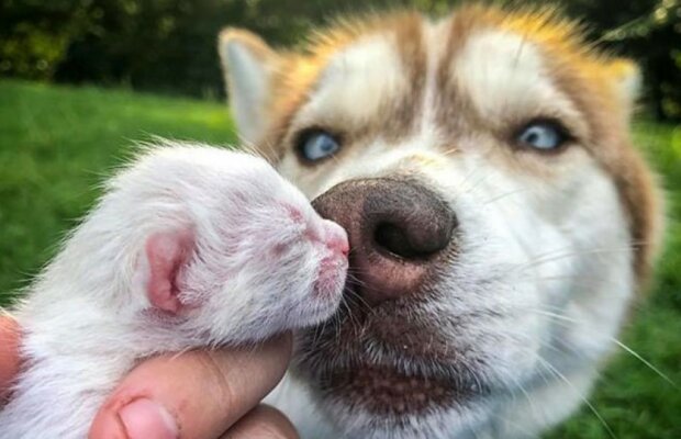 Husky Banner rettet Tiere, die Hilfe brauchen, und kümmert sich um sie