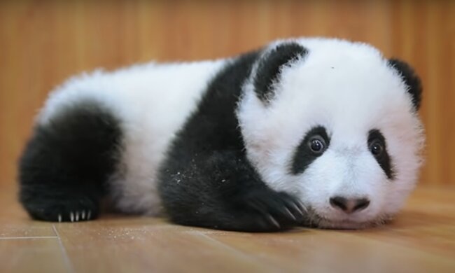 Ein neugeborener Panda. Quelle: YouTube Screenshot