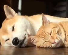 Ungewöhnliche Freundschaft zwischen zwei Tieren. Quelle: YouTube Screenshot