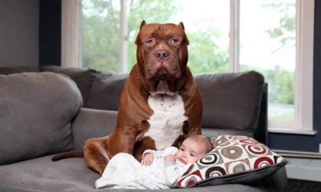 Der größte Pitbull der Welt ist zum Babysitter für ein drei Monate altes Baby geworden