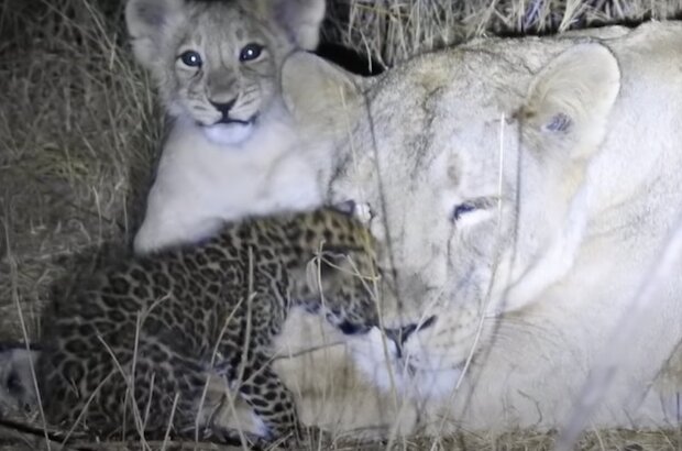 Löwin und ihre Kinder. Quelle: Screenshot YouTube