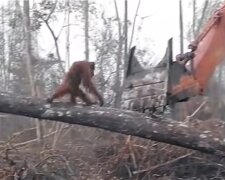 Orang-Utan steht einem Bagger entgegen. Quelle: Screenshot Youtube