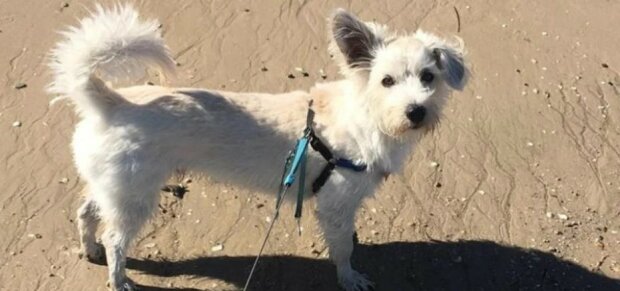 Ein Passant rettete den Hund, indem er ihn direkt am Strand künstlich atmete
