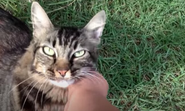 Hunter wurde seit 8. November vermisst. Quelle: Screenshot YouTube